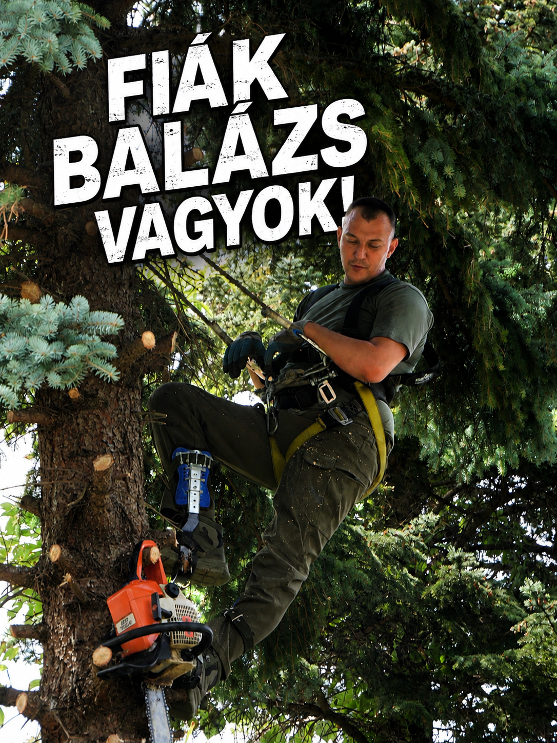 Fiák Balázs kötéltechnikával fenyőfa tetején, veszélyes fakivágás közben