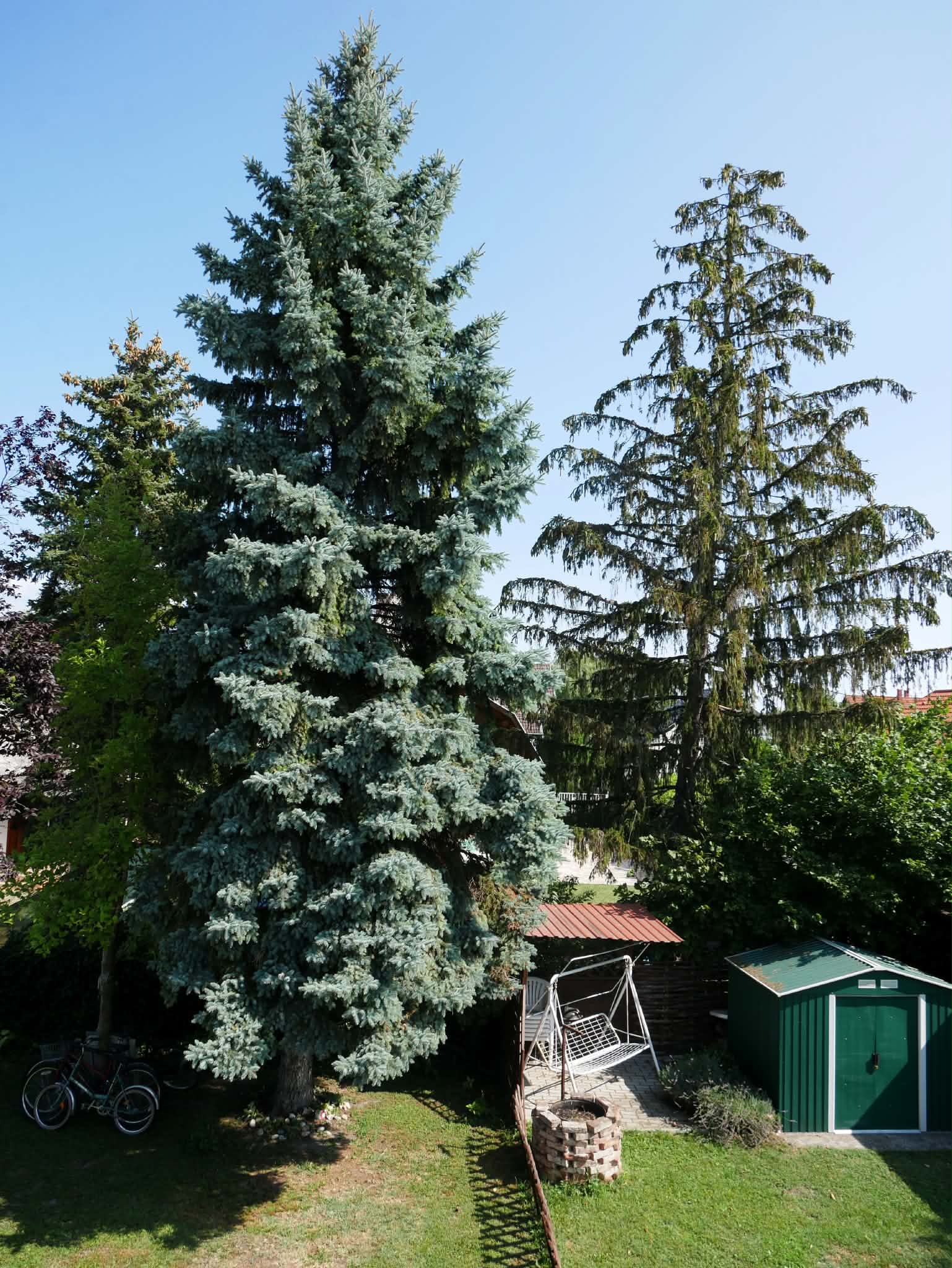 Magas fenyők a telek végében, kivágás előtt