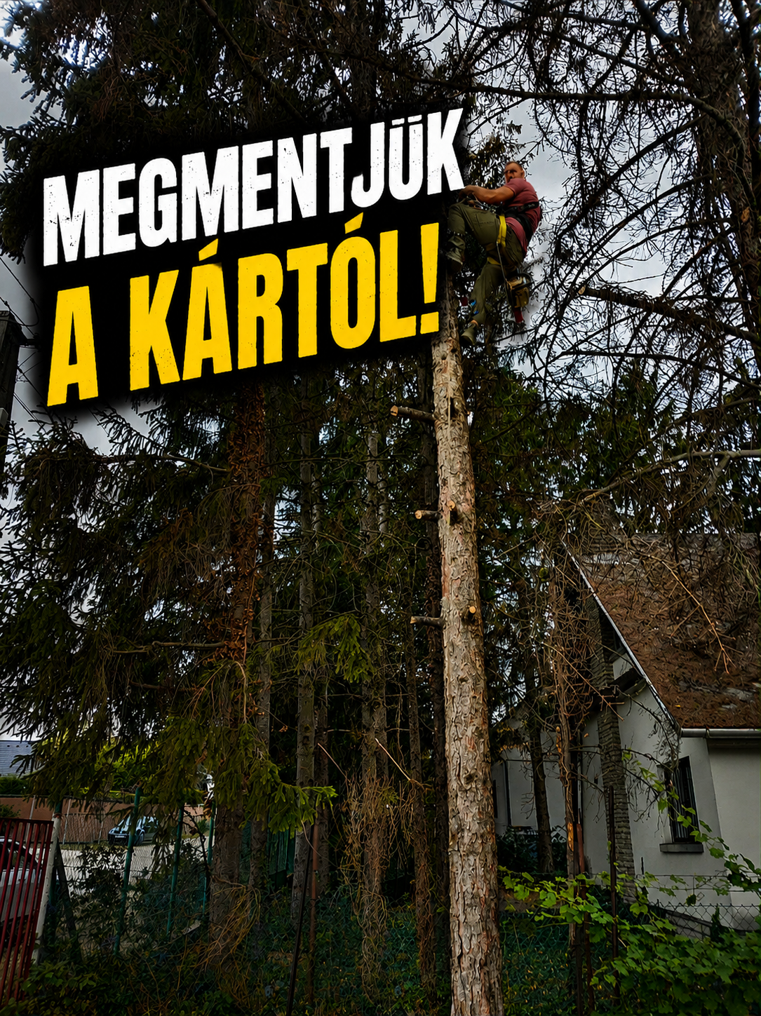 Fiák Balázs kötéltechnikával fenyőfa tetején, megmentjük a kártól!