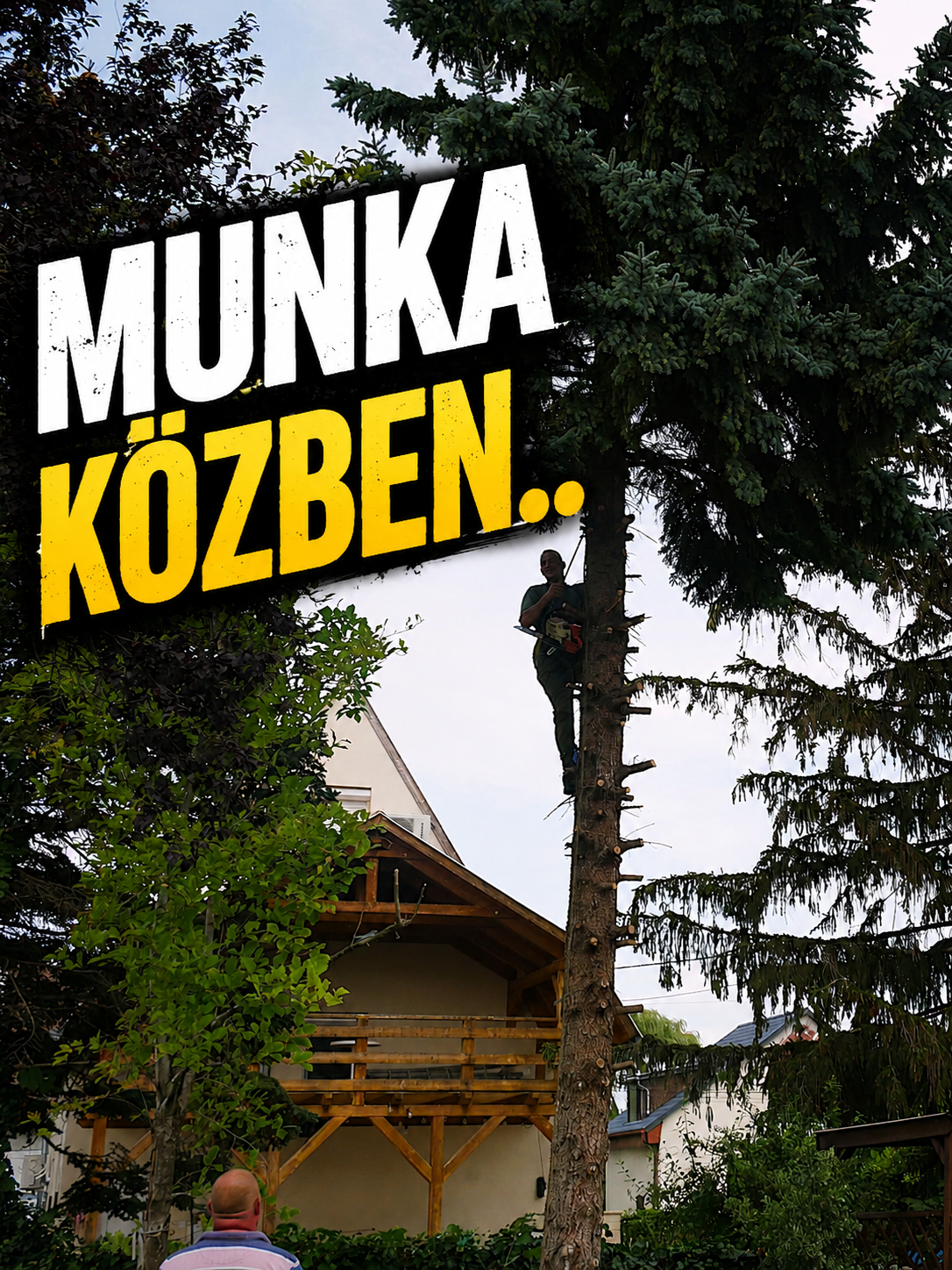 Fiák Balázs fenyőfa tetején, kötéltechnikával, munka közben, lakossági fakivágás